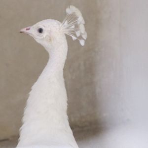 White Peacock(tehran zoo)