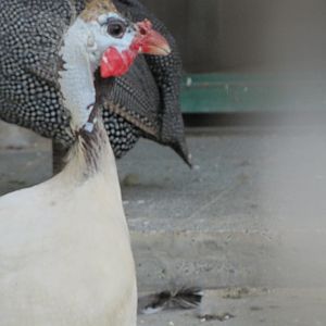 Numida meleagris(tehran zoo)