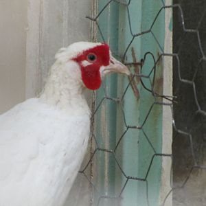 Pheasant male(tehran zoo)