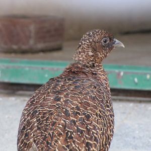 Pheasant female(tehran zoo)