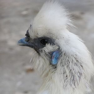 Chicken filled with ornamental silk(tehran zoo)