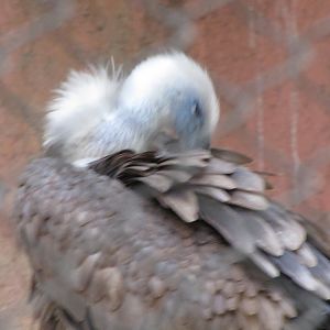 griffon Vulture