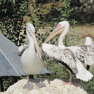 Pelicans(tehran zoo)