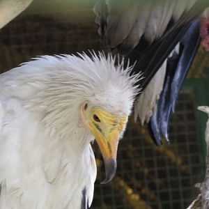 Egyptian vulture(tehran zoo)