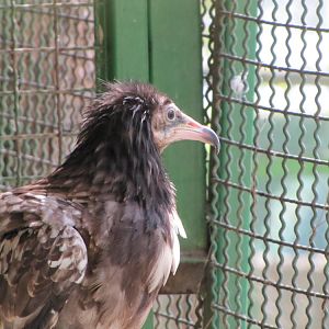 Egyptian vulture(tehran zoo)