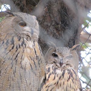 eurasian eagle owl