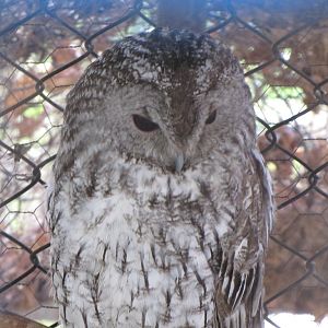 Forest Owl(tehran zoo)