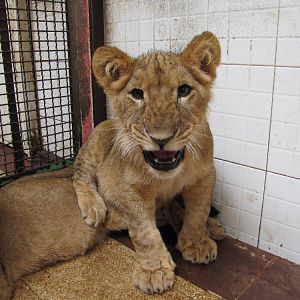 African lions cubs (tehran zoo)