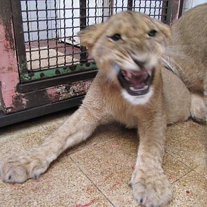 African lions cubs(tehran zoo)