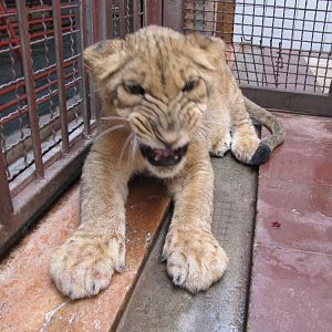 African lions cubs(tehran zoo)