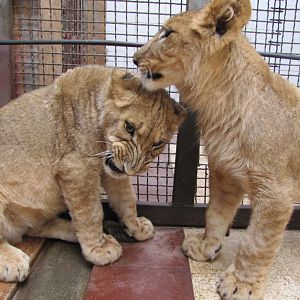 African lions cubs(tehran zoo)