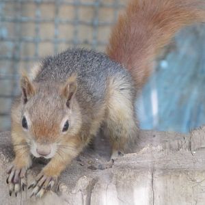 Persian Squirrel(tehran zoo)