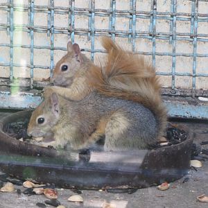 Persian Squirrel(tehran zoo)