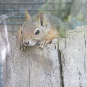 Persian Squirrel(tehran zoo)
