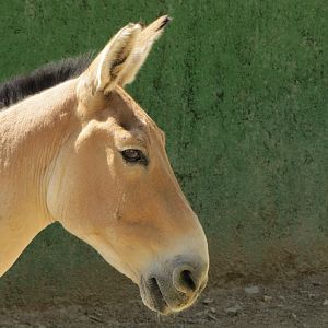 persian onager (tehran zoo)