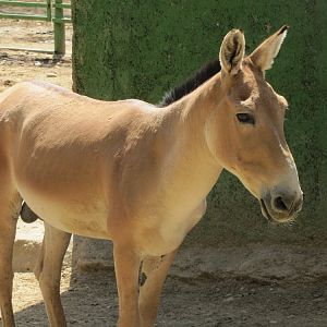 persian onager (tehran zoo)