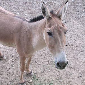 persian onager (tehran zoo)