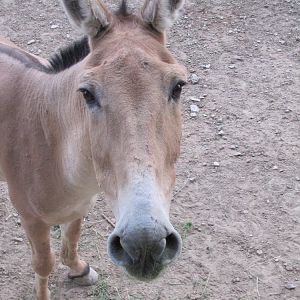persian onager (tehran zoo)