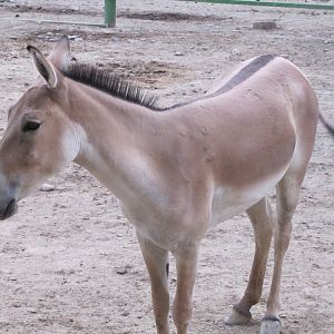 persian onager (tehran zoo)