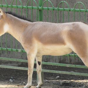 persian onager (tehran zoo)