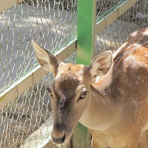 persian fallow deer (tehran zoo)
