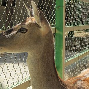 persian fallow deer (tehran zoo)
