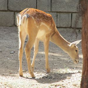 persian fallow deer (tehran zoo)