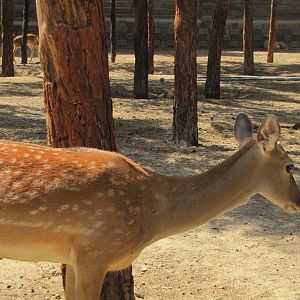 persian fallow deer (tehran zoo)