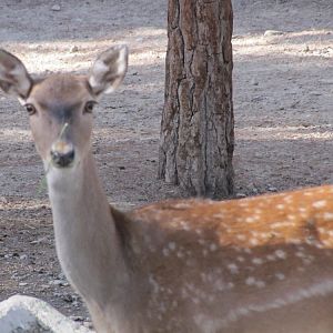 persian fallow deer (tehran zoo)