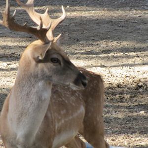 persian fallow deer (tehran zoo)