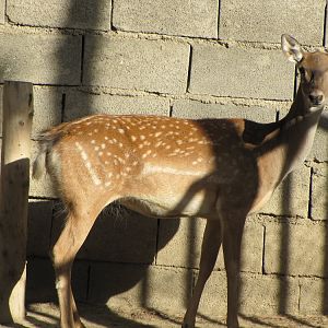 persian fallow deer (tehran zoo)