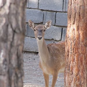 persian fallow deer (tehran zoo)