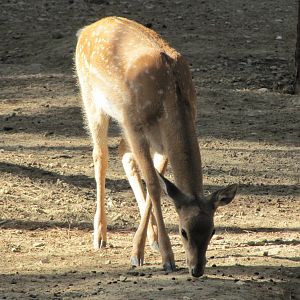 persian fallow deer (tehran zoo)
