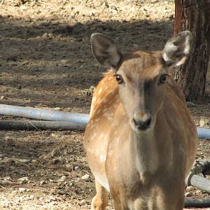 persian fallow deer (tehran zoo)