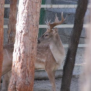 persian fallow deer (tehran zoo)