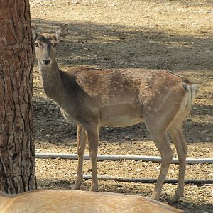 persian fallow deer (tehran zoo)