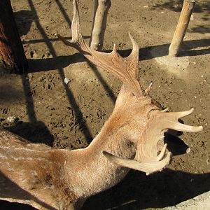 persian fallow deer (tehran zoo)