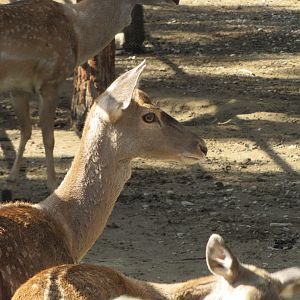 persian fallow deer (tehran zoo)