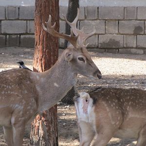 persian fallow deer (tehran zoo)