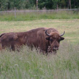 7864 Soligor teleconv 1,4x