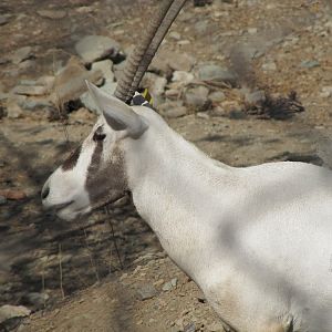 arabian oryx