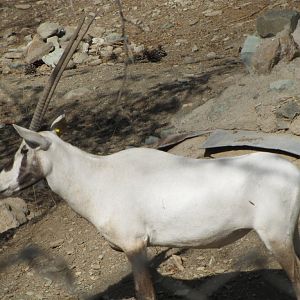arabian oryx