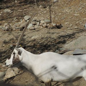arabian oryx