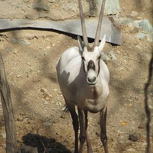 arabian oryx