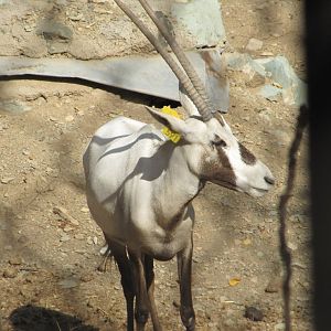 arabian oryx