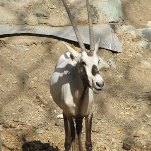 arabian oryx