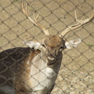 persian fallow deer