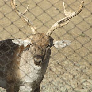 persian fallow deer