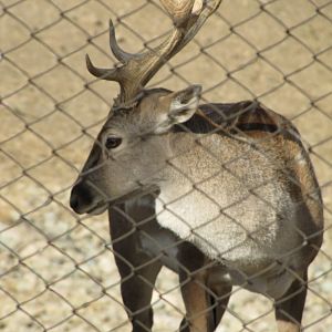 persian fallow deer