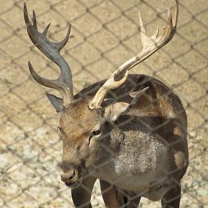 persian fallow deer